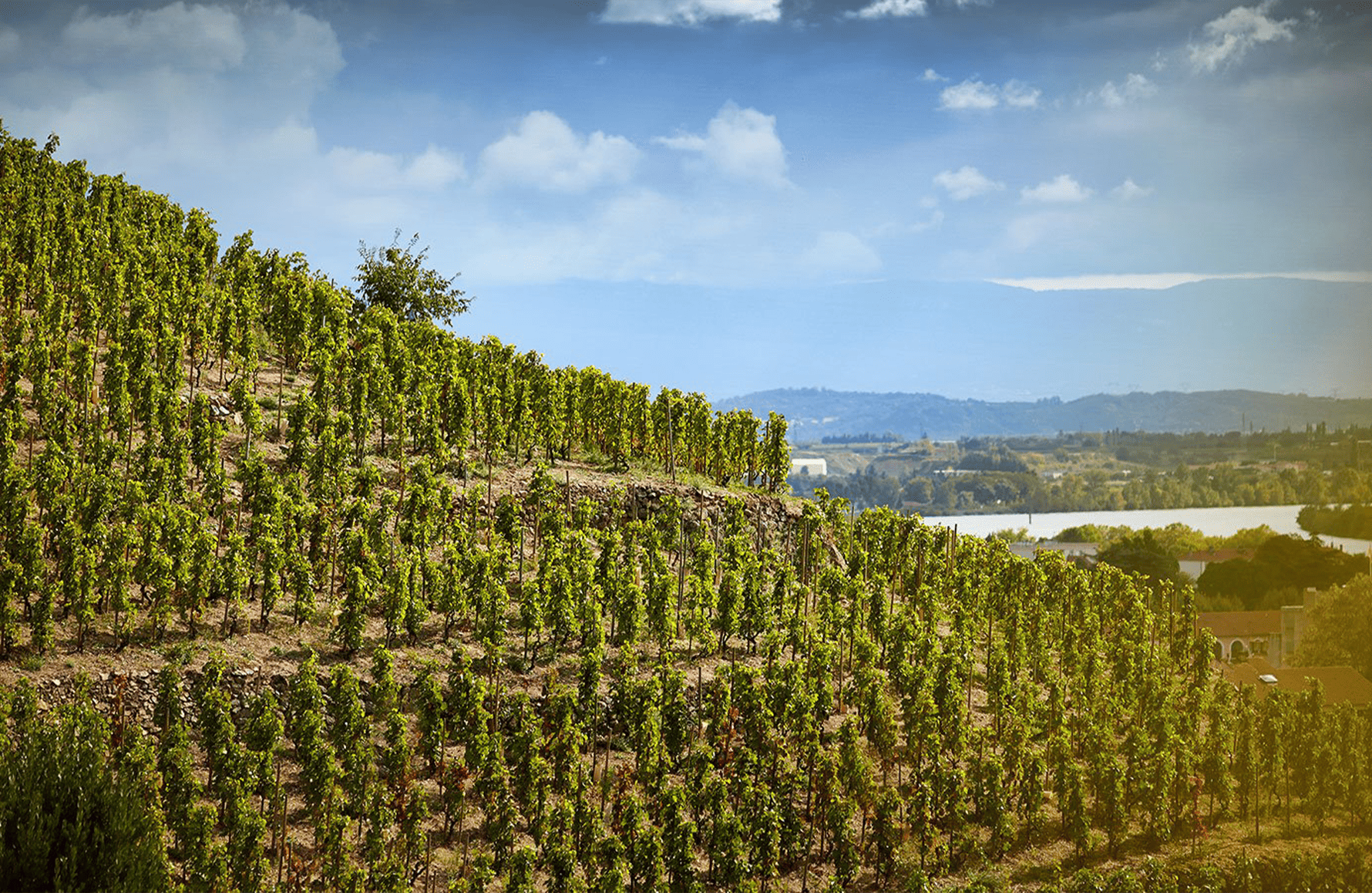 la storia di Fratelli Delas