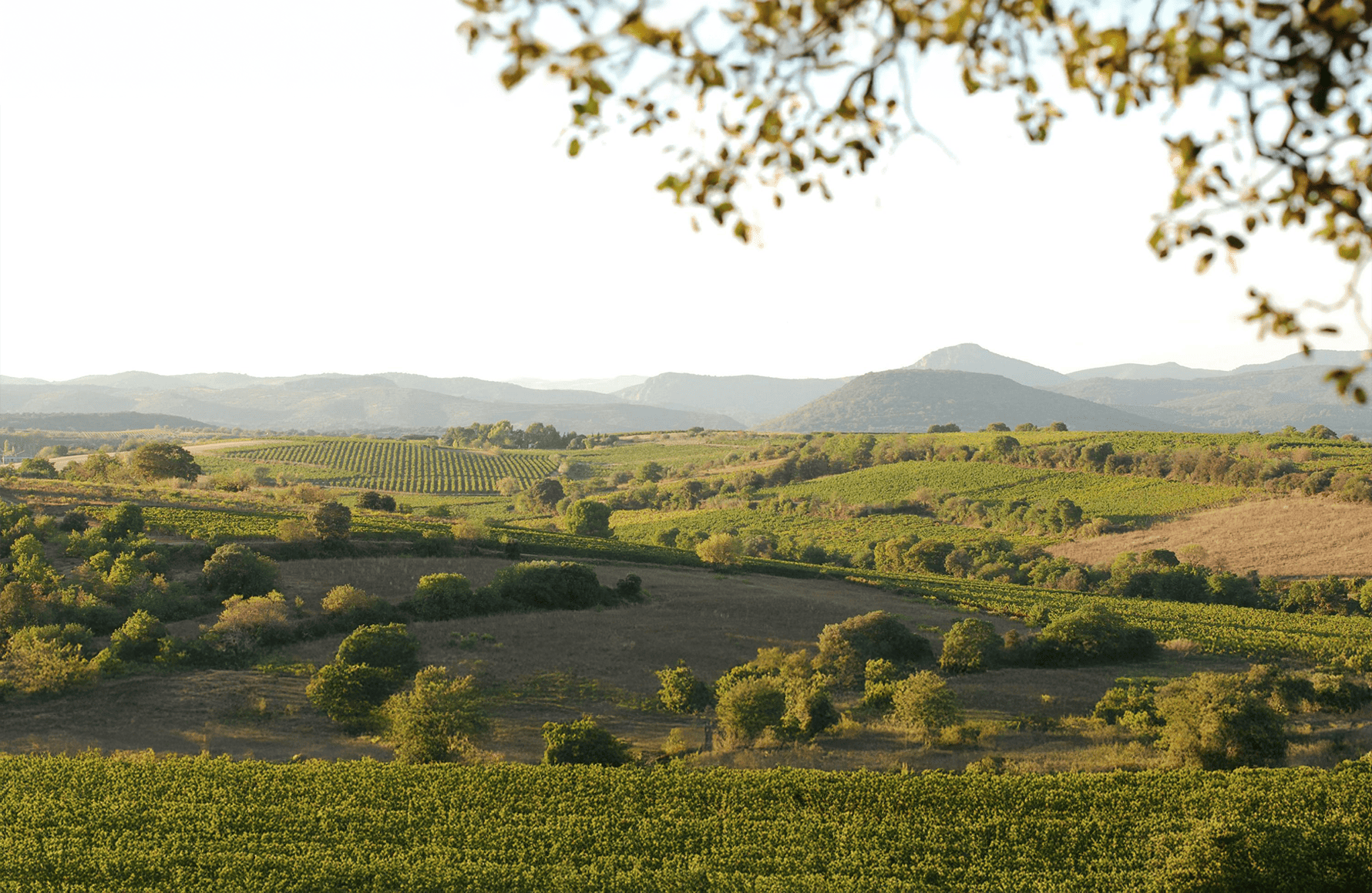 Vini Domaine del Aurelles