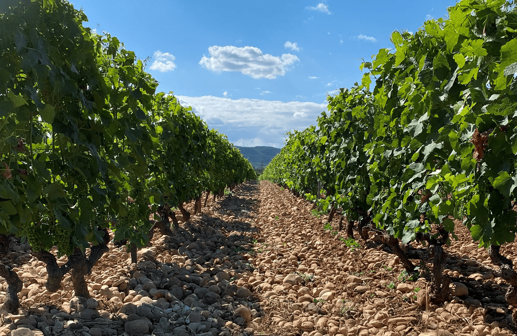 Vini Domaine Montature alte