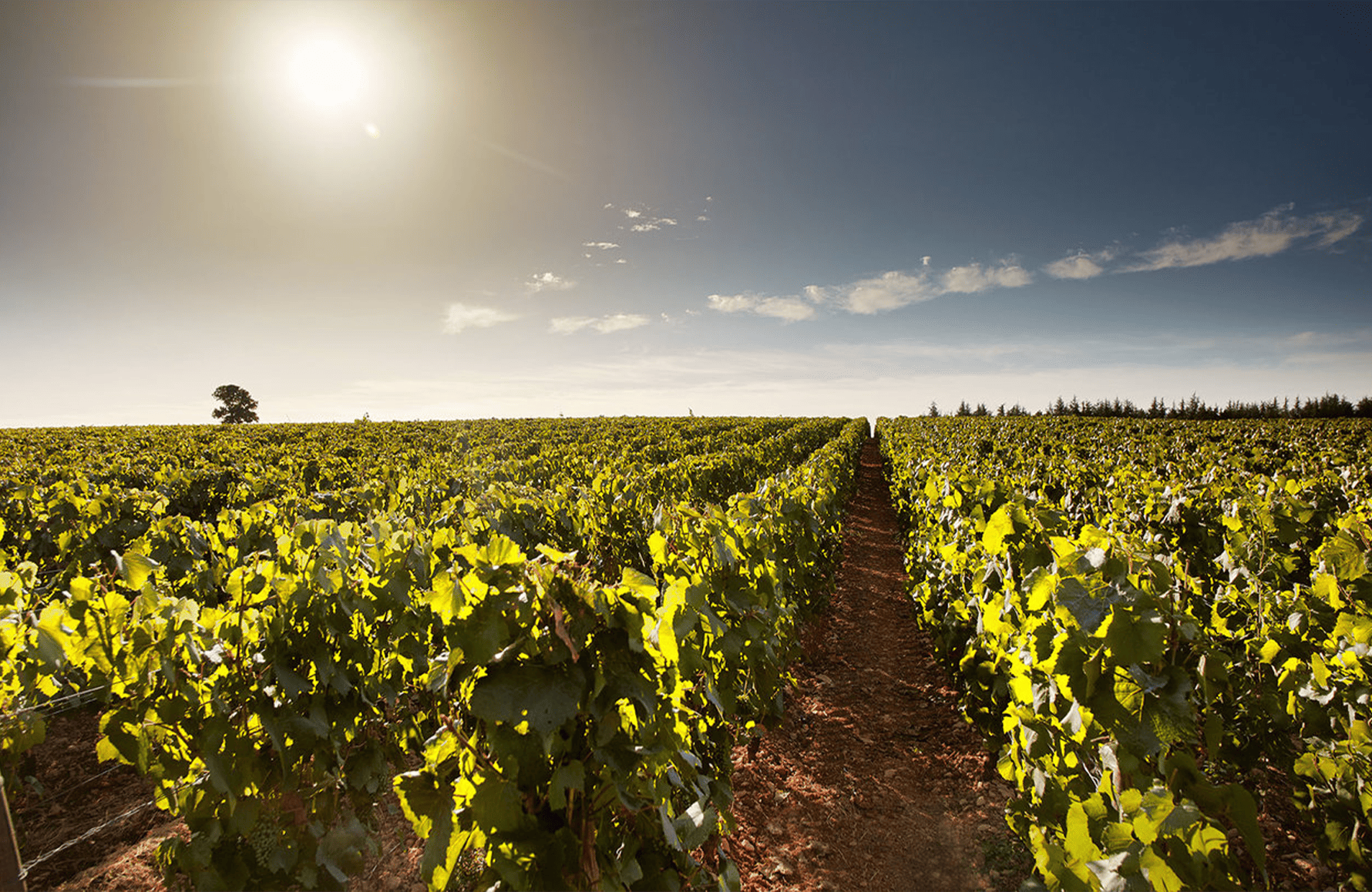 Vini Domaine del Perdrix