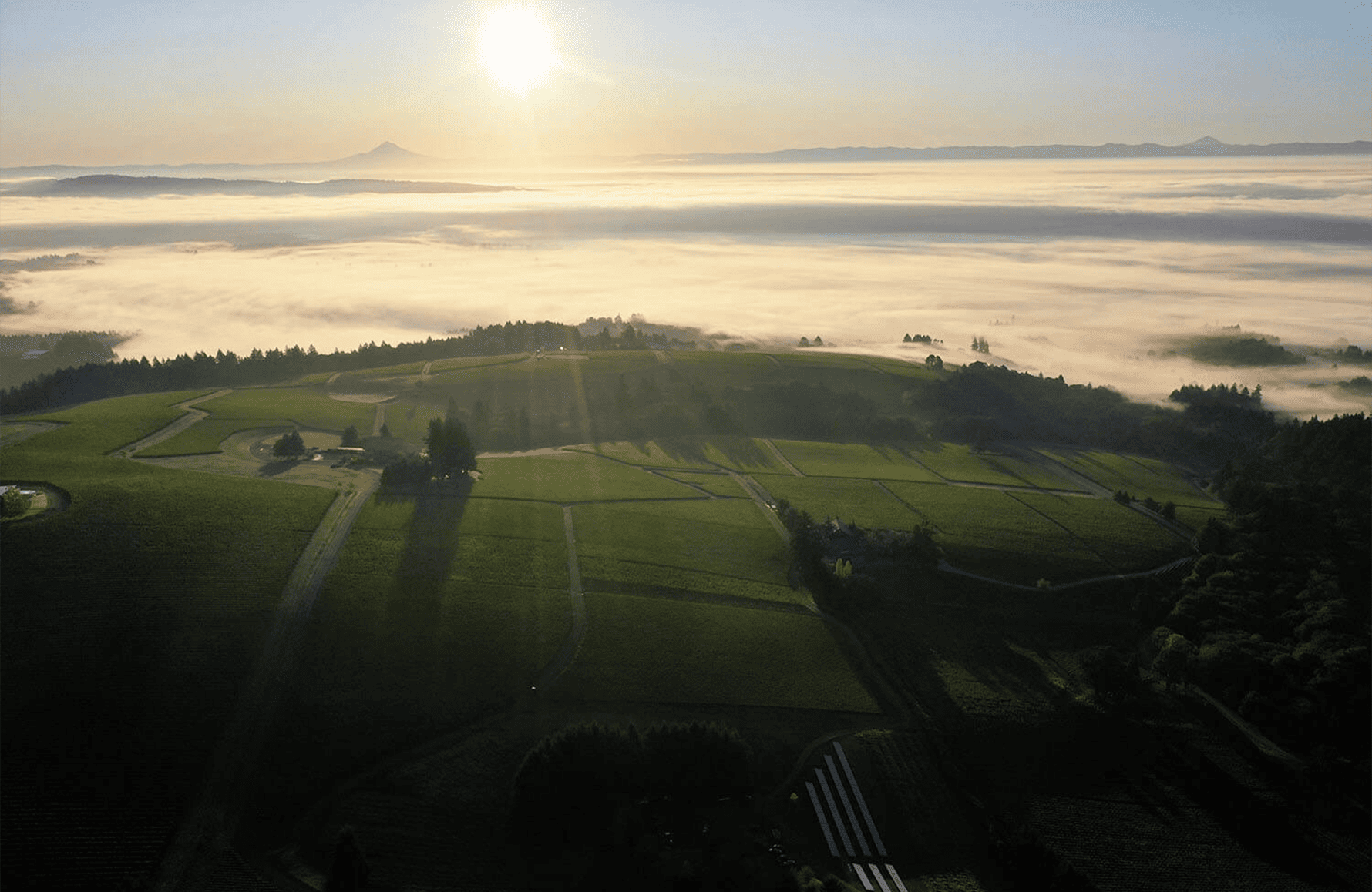 la storia di Domaine Drouhin, Oregon - Stati Uniti