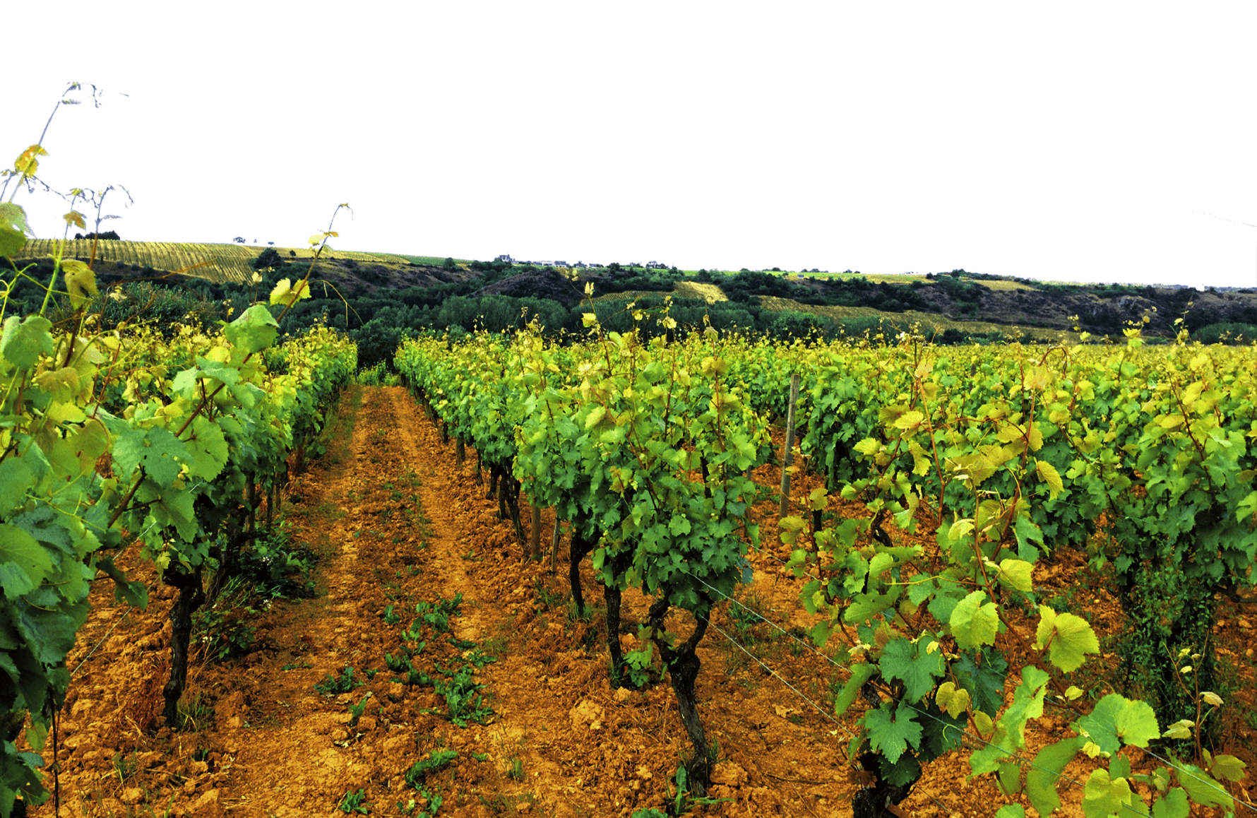 the story of Domaine del Feudo Nero