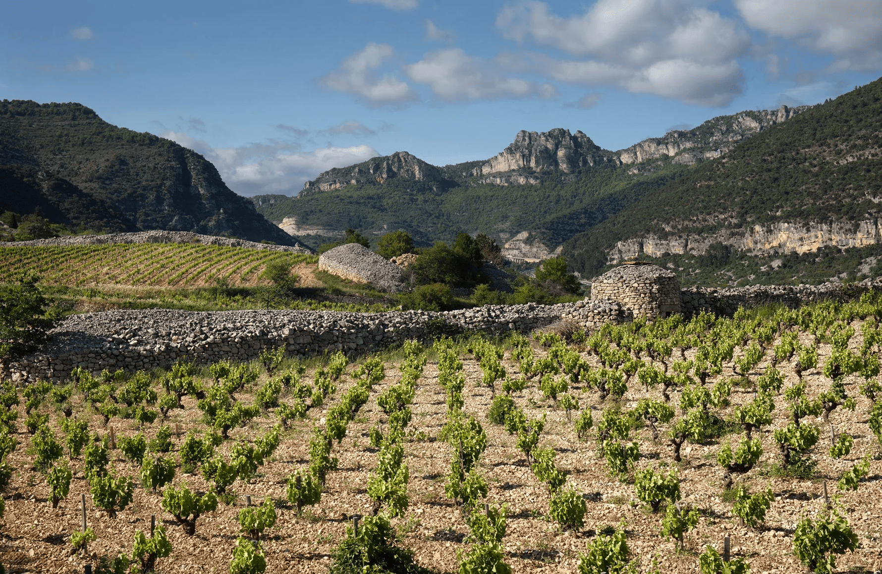 the story of Pas de l'Escalette Estate
