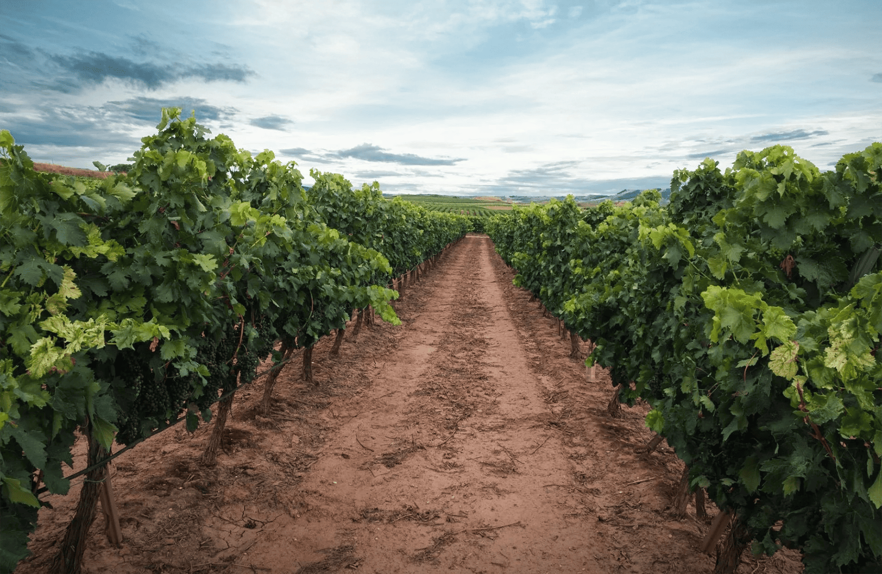 la storia di Domaine Galletto