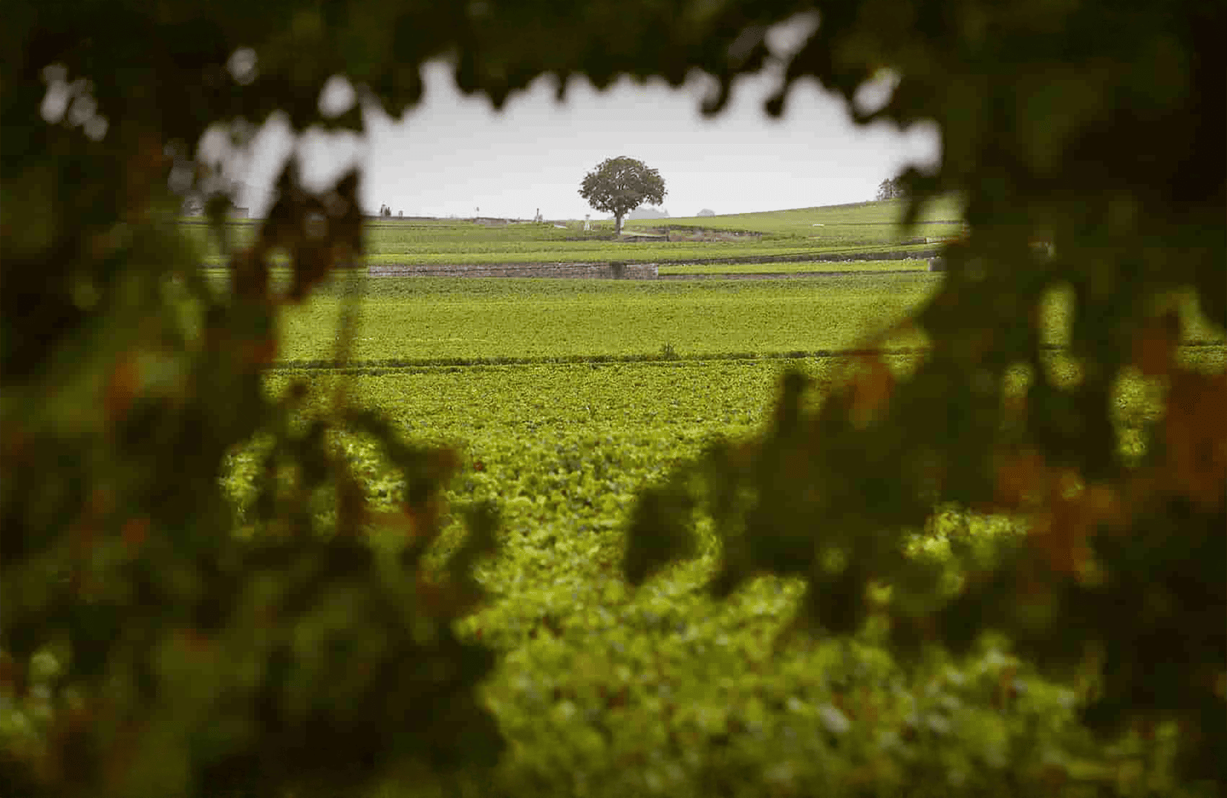 la storia di Domaine Henri Boillot