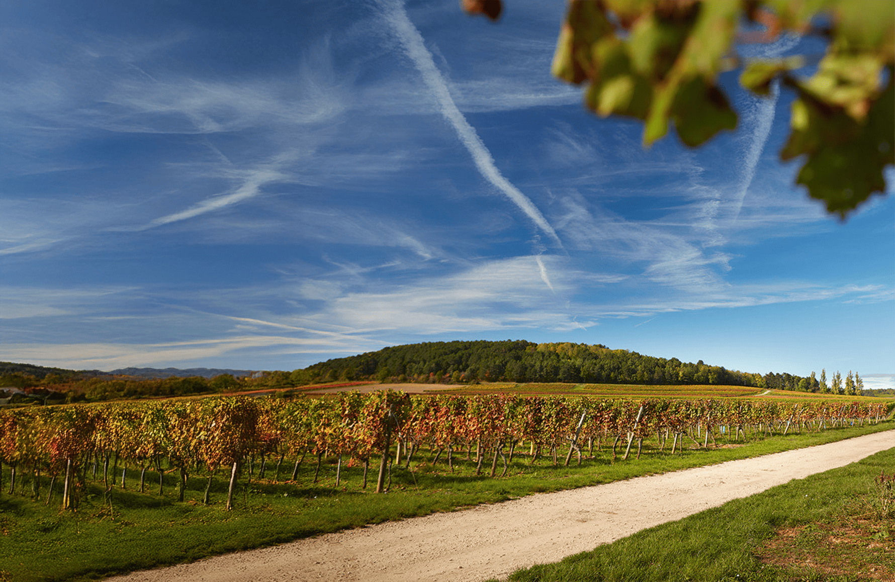 la storia di Domaine Hoffmann-Jayer