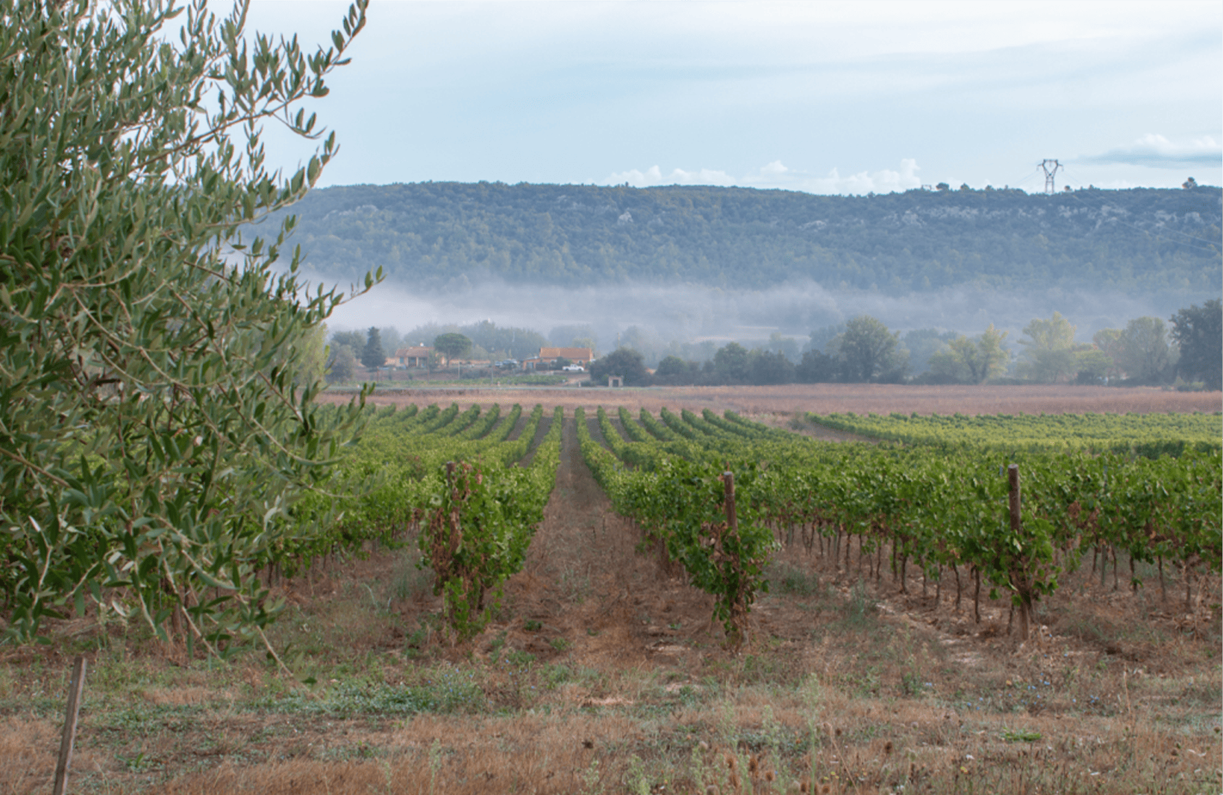 the story of Domaine di Mongestine