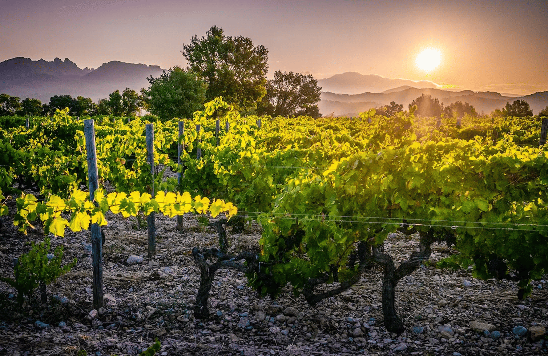Vini Domaine Il sangue dei ciottoli