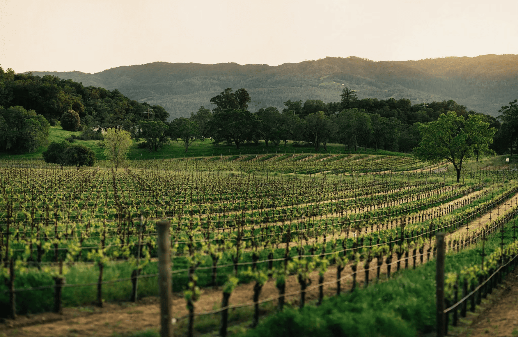 la storia di Joseph Phelps Vineyards - Stati Uniti