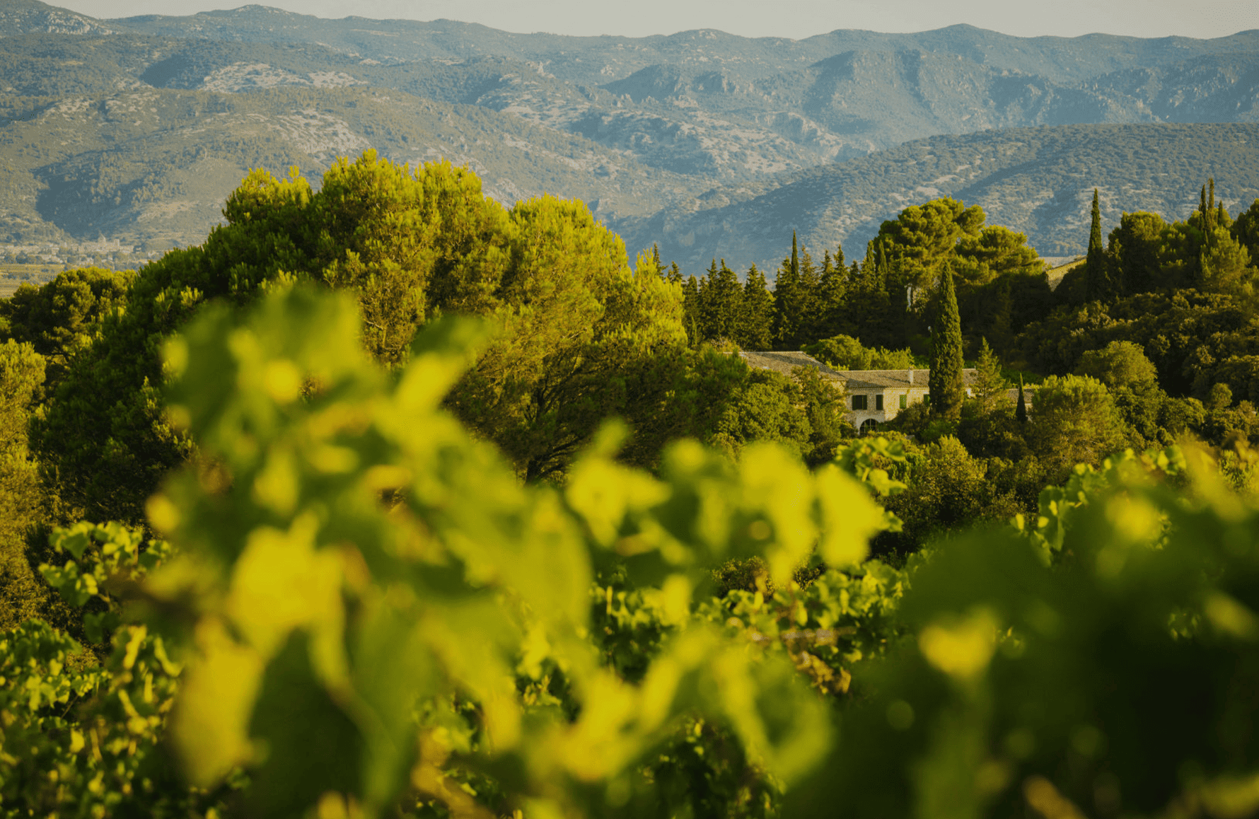 Vini Mas de Daumas Gassac