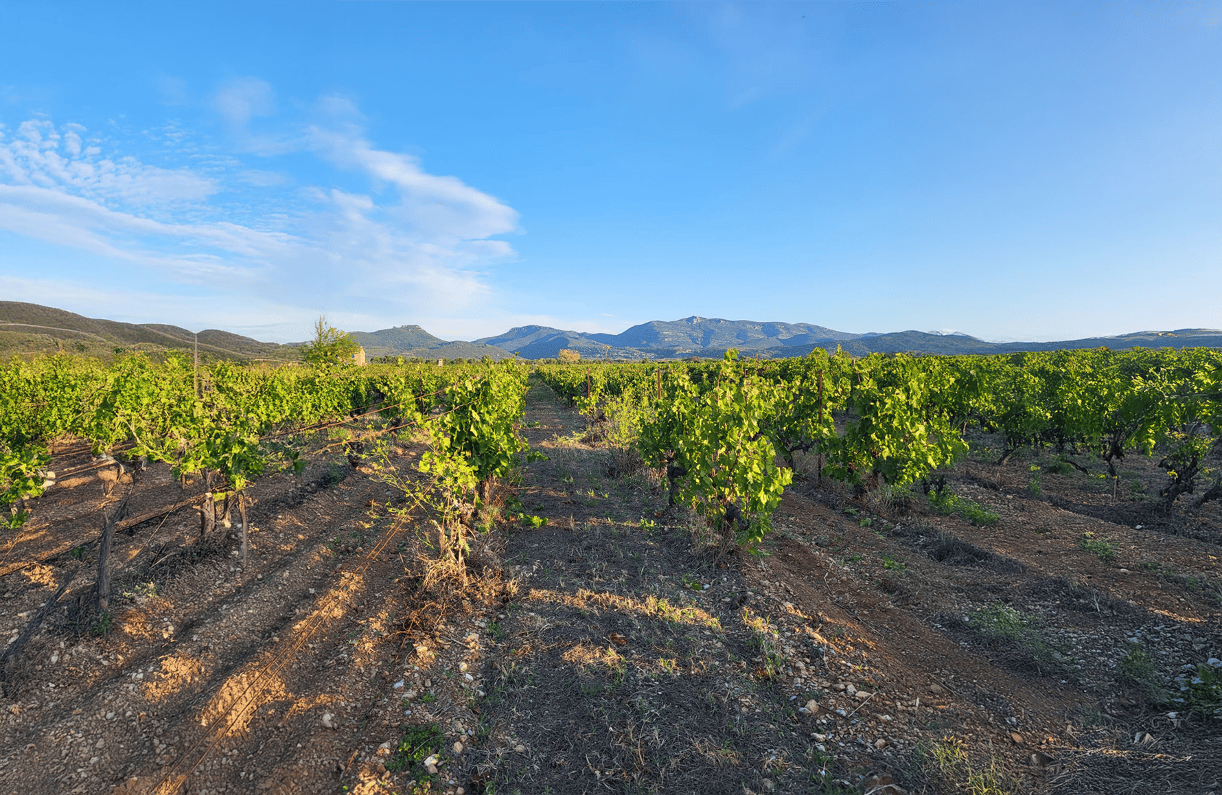 Vins Mas de l'Ecriture