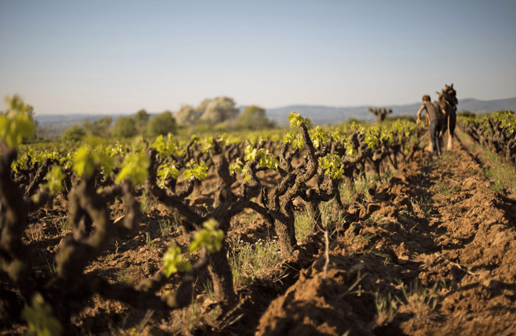 la storia di Mas de Libian