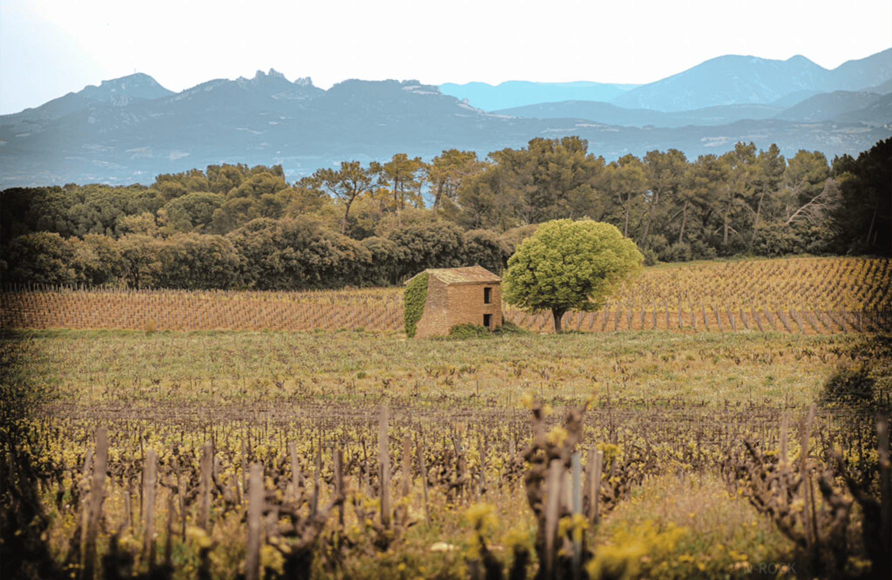 the story of Brunier Vineyards